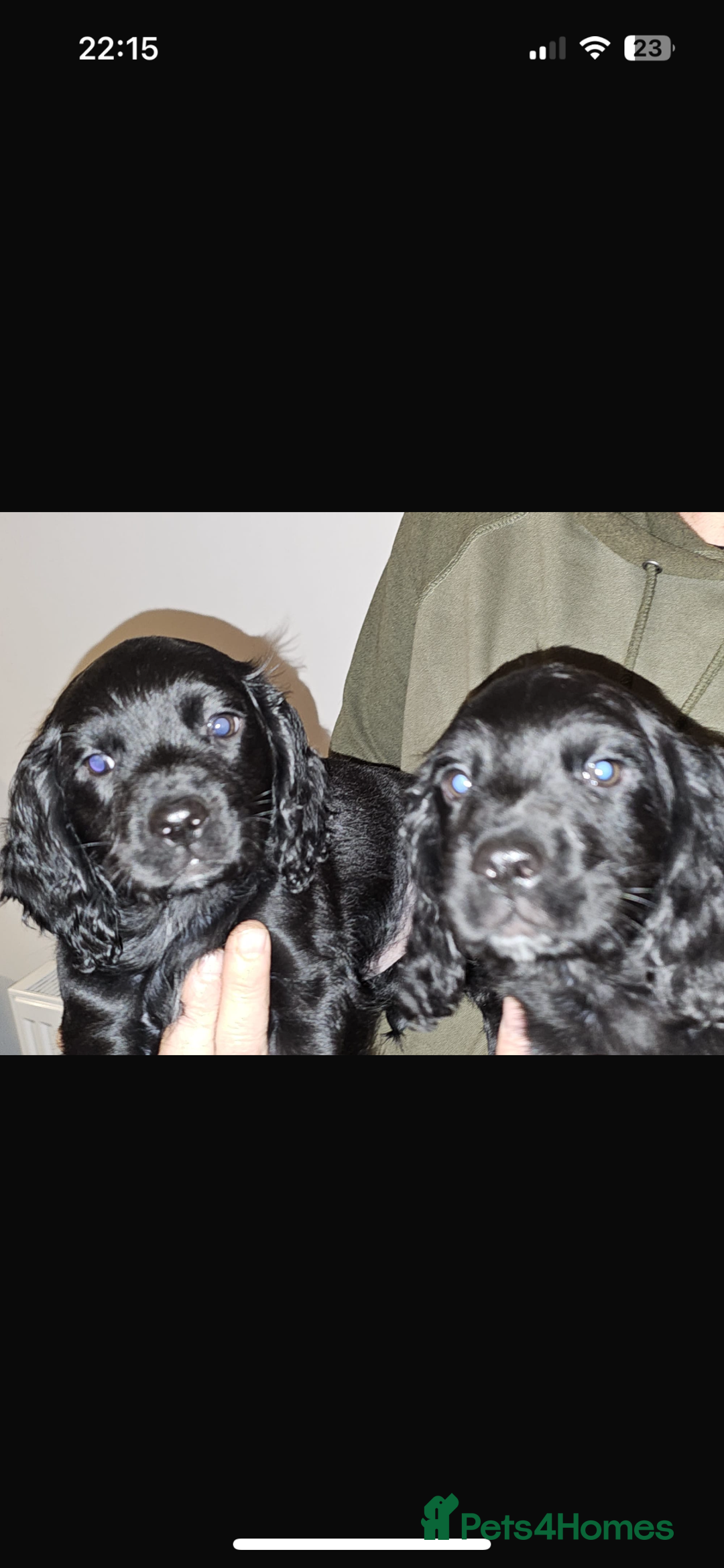 Cocker Spaniel dogs for sale: Working cocker spaniel pups - Advert 2