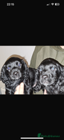 Cocker Spaniel dogs - Advert 8
