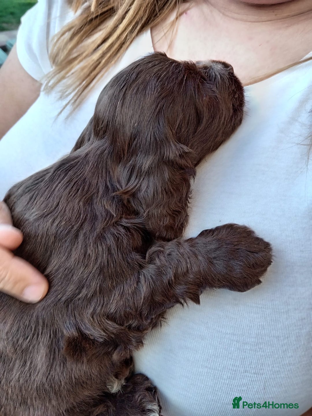 Cocker Spaniel dogs for sale: Pedigree Show Cocker Spaniel - Image 5