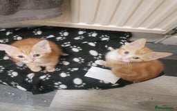 Mixed Breed cats for sale: Beautiful kittens - Image 4