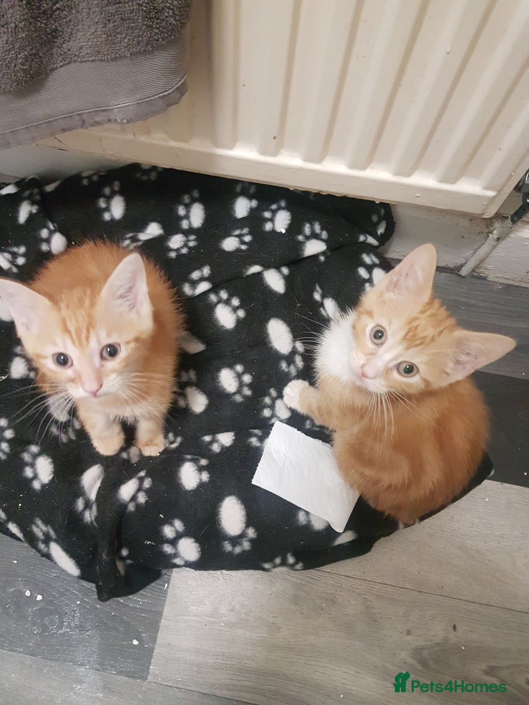 Mixed Breed cats for sale: Beautiful kittens - Image 4