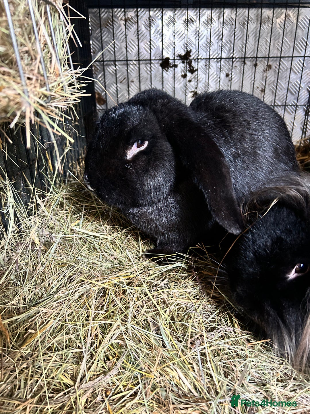 Mixed Breed rabbits for sale: Lionhead/ French giant mixed breed - Advert 7