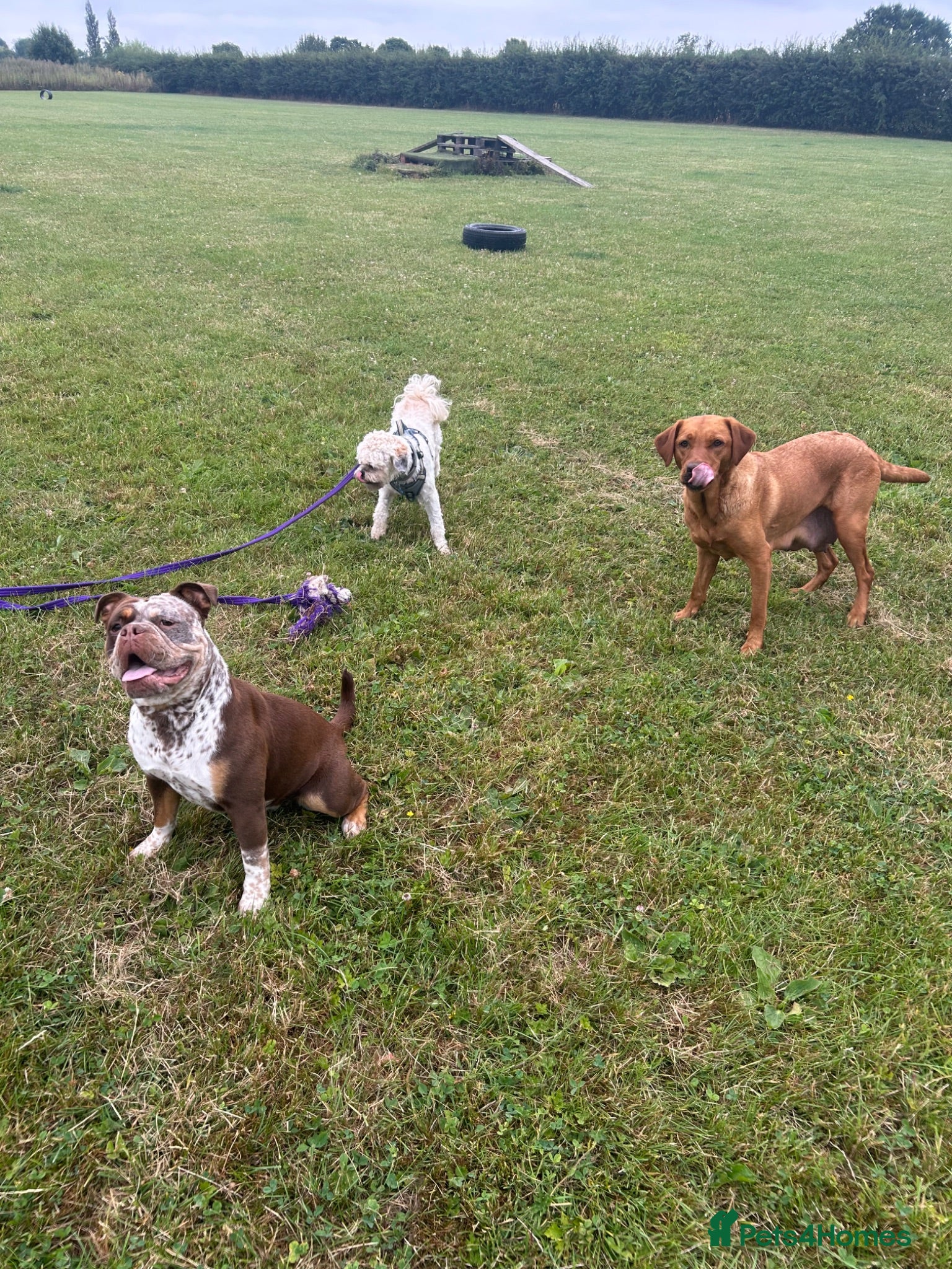 Olde English Bulldogge dogs Outstanding old English bulldog female  - Advert 10