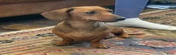 Miniature Dachshund dogs for sale: Gorgeous Miniature Dachshund Puppies - Advert 11