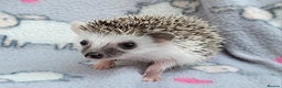 Pygmy Hedgehog rodents for sale: African Pygmy Hedgehog Hoglets  - Advert 5
