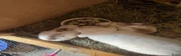 Mini Lop rabbits for sale: 3 week old mini lops  in Shepton Mallet - Advert 6