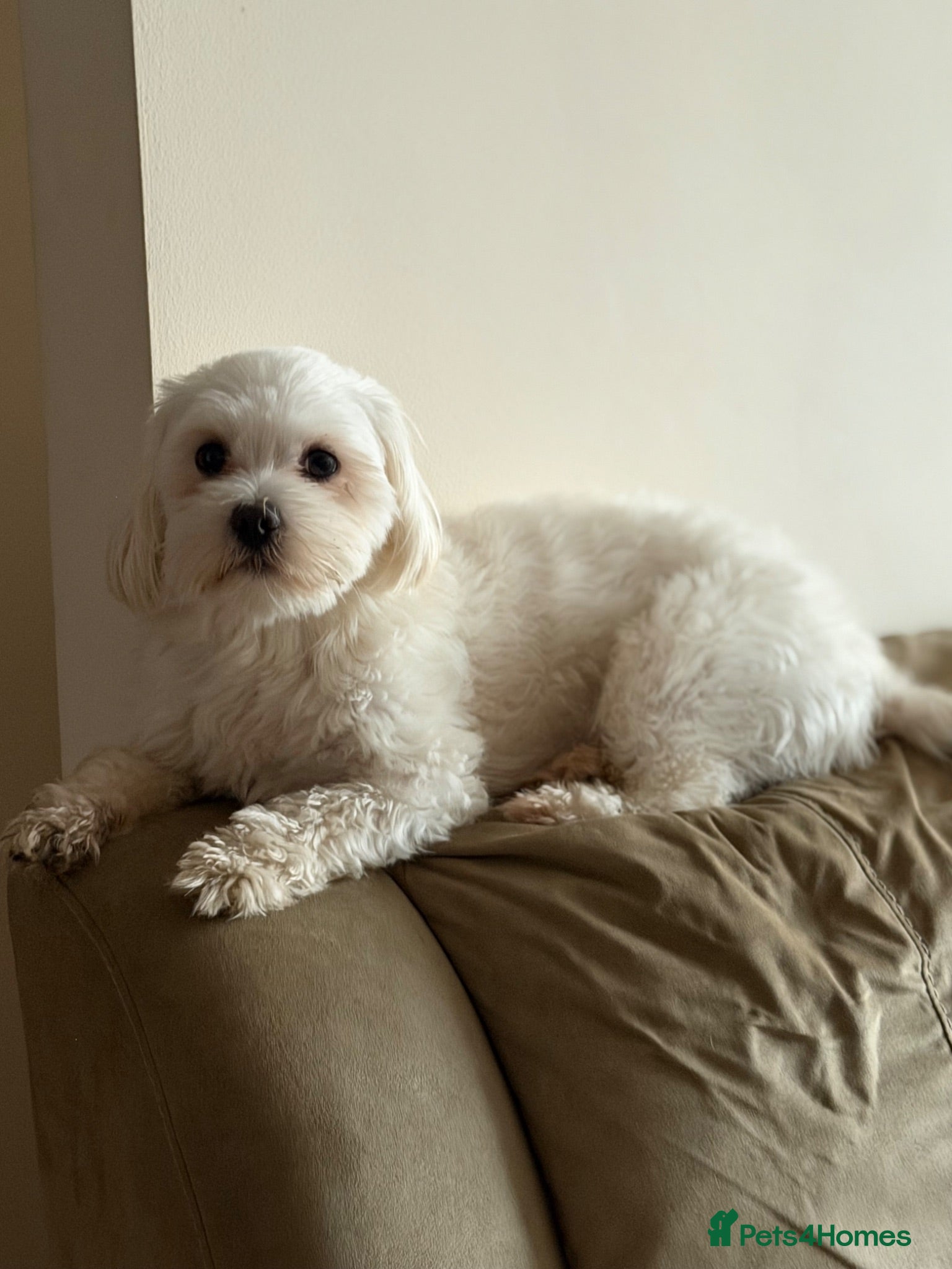 Maltese dogs Fluffy  - Advert 2