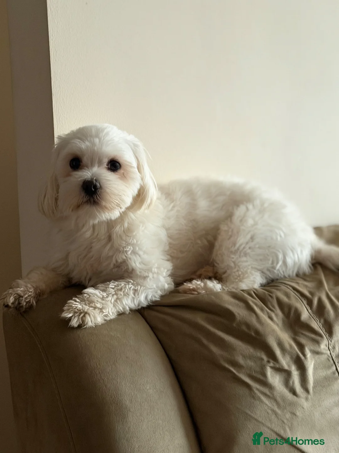 Maltese dogs for stud: Fluffy  in Slough - Advert 1