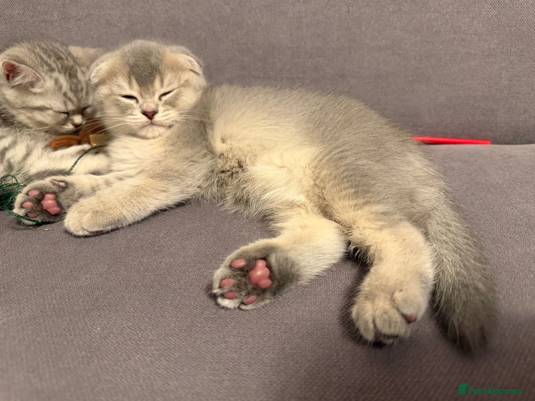 Scottish Fold cats for sale: Perfect  **  - Advert 3
