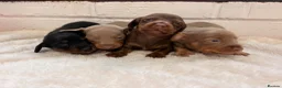 Dachshund dogs for sale: 4 mini dachshund  in Maidstone - Advert 2