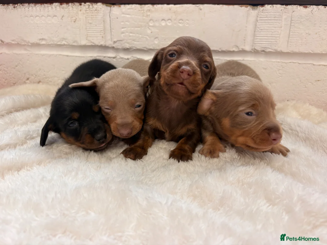 Dachshund dogs for sale: 4 mini dachshund  in Maidstone - Advert 2