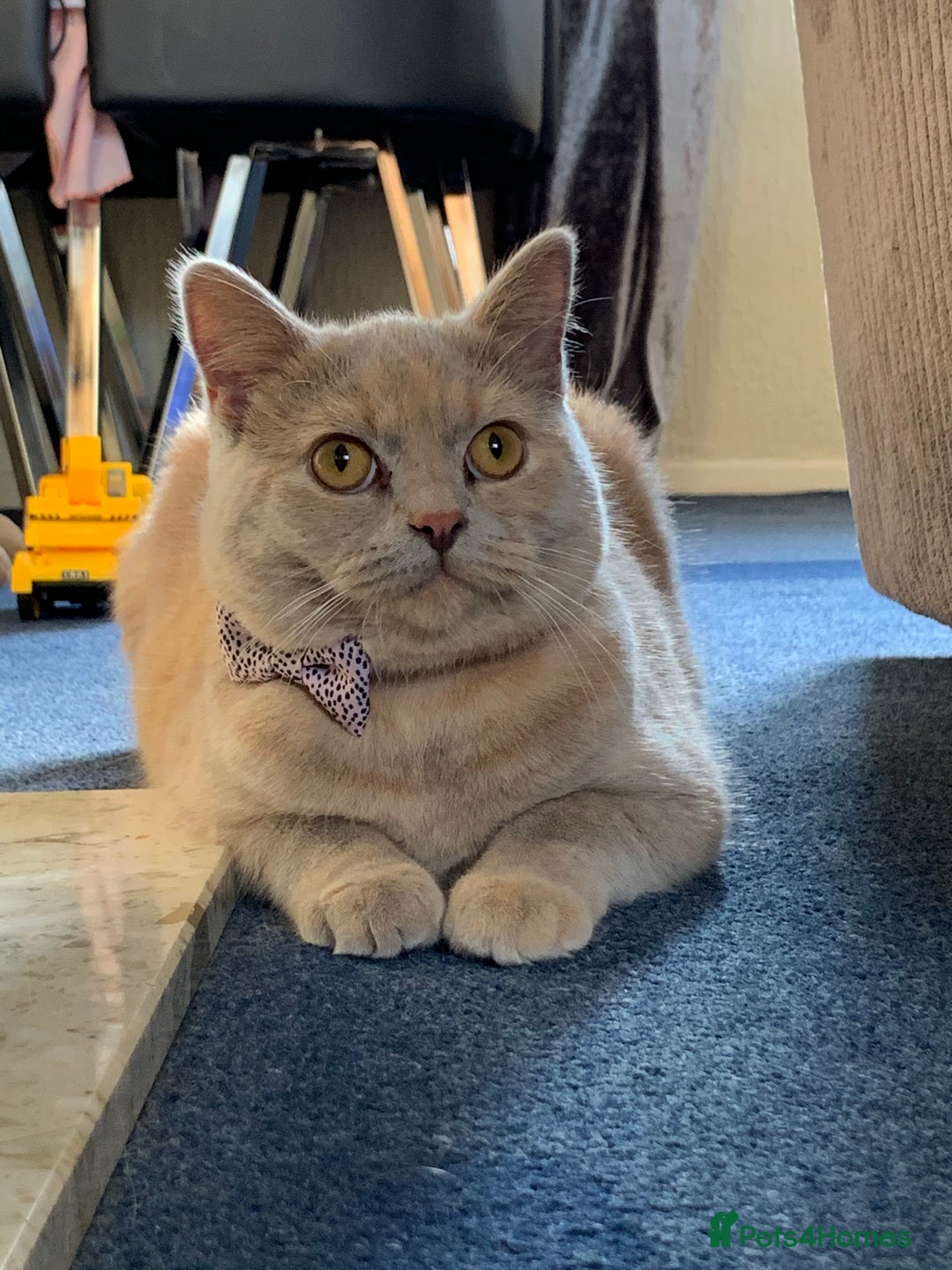 British Shorthair cats for sale: Beautiful British Shorthair - Advert 8