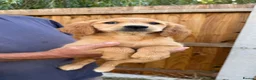 Golden Retriever dogs for sale: Beautiful Red golden retriever puppies - Advert 3