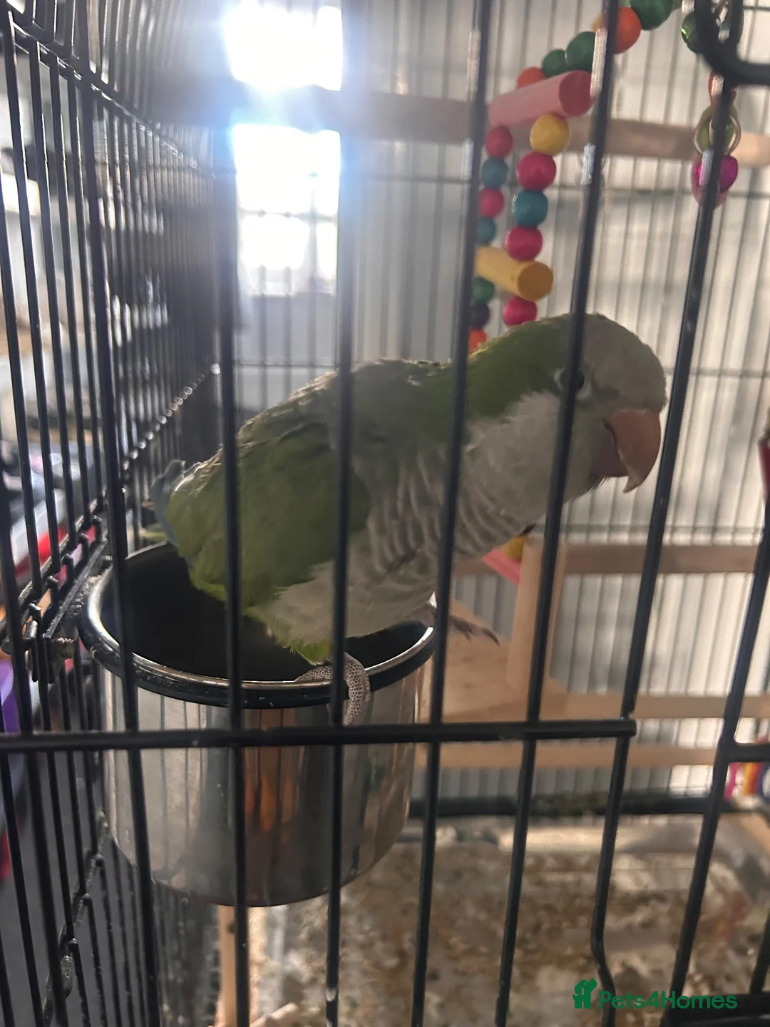 Parakeets birds for sale: Quaker in Sleaford - Advert 2