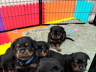 Rottweiler dogs Top Quality KC Health Tested Rottweiler Puppies - Advert 17