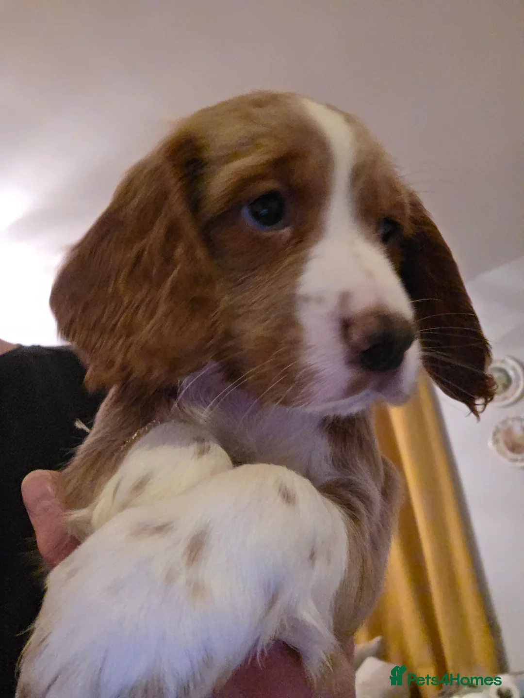 Cockapoo dogs for sale: Stunning cockapoo puppies  - Advert 2