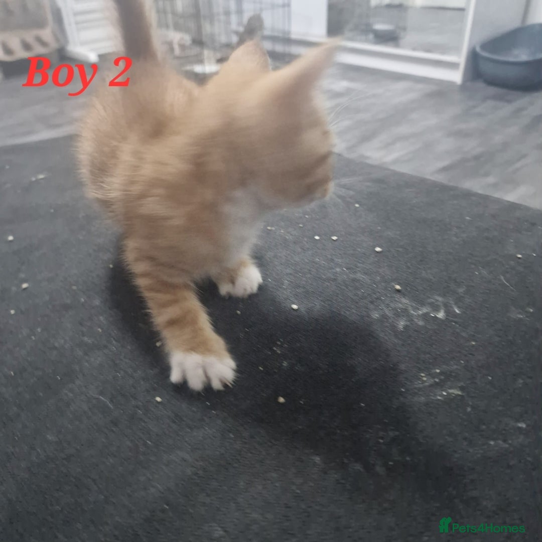 Mixed Breed cats for sale: Beautiful kittens for sale - Image 19