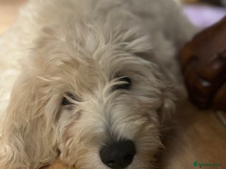 Goldendoodle dogs Golden doodle F1B stunning puppies - Advert 6