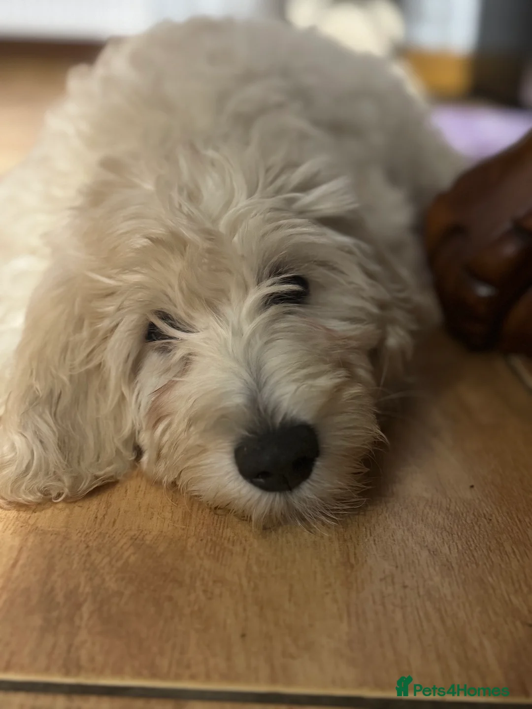 Goldendoodle dogs for sale: Golden doodle F1B stunning puppies  - Advert 2