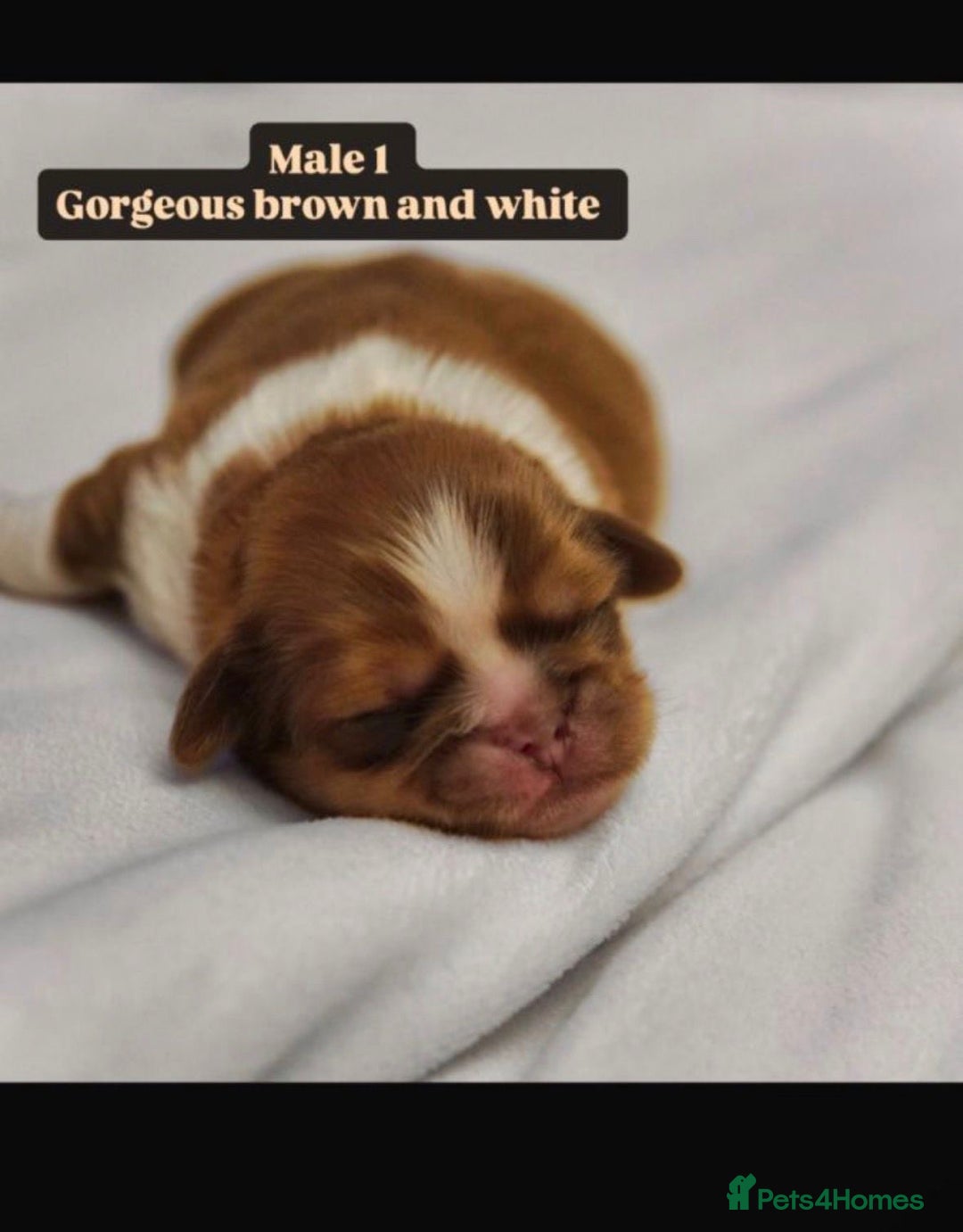 Shih Tzu dogs for sale: Shihtzu imperial - Advert 15