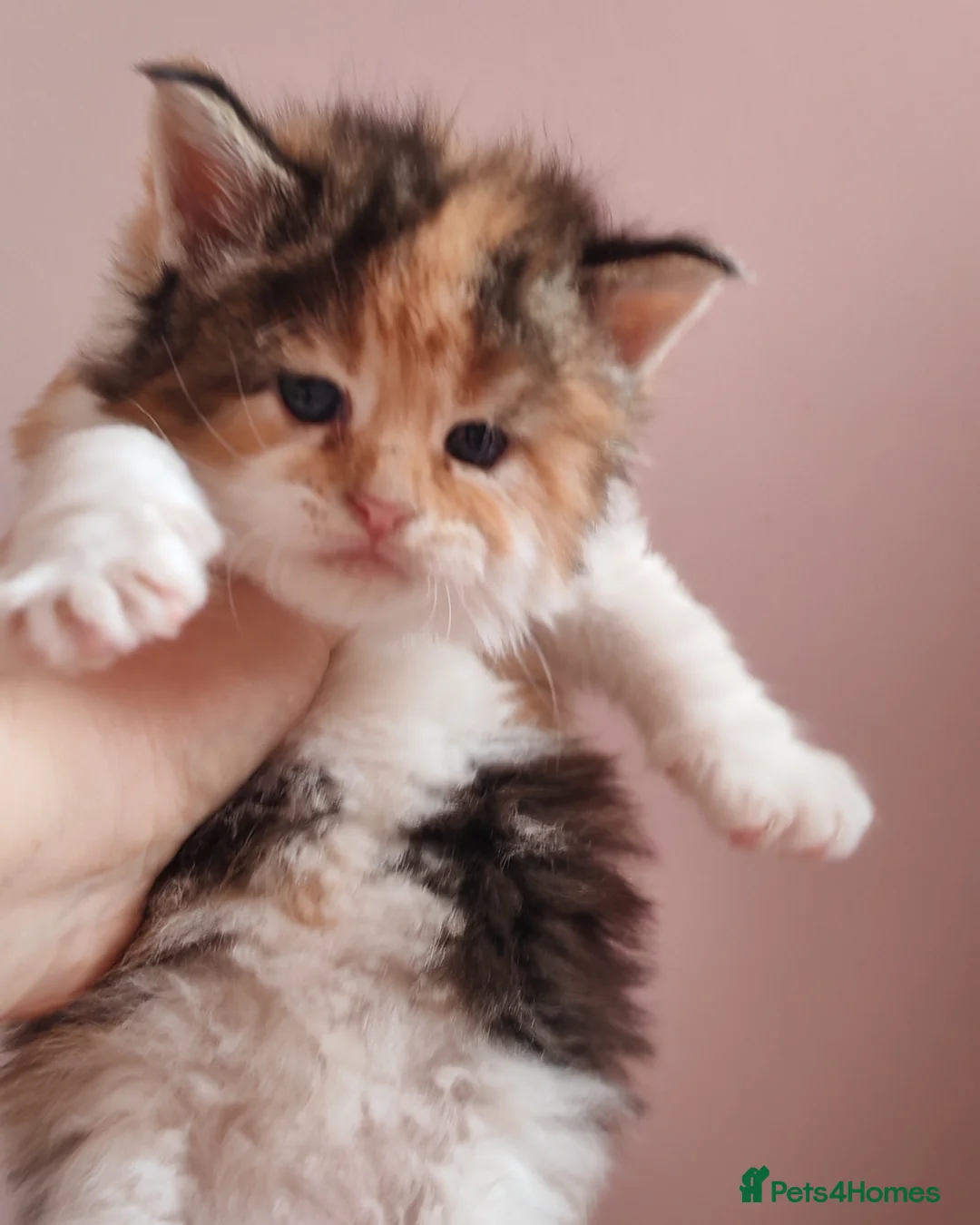 Maine Coon cats for sale: Beautiful Maine Coon Kittens  - Advert 15