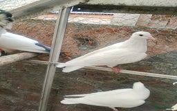 Pigeons birds for sale: Pigeon for sale - Image 10