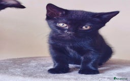 Mixed Breed cats for sale: 6 LOVELY AND BRILLIANT KITTENS LOOKING FOR HOME!!! - Image 1