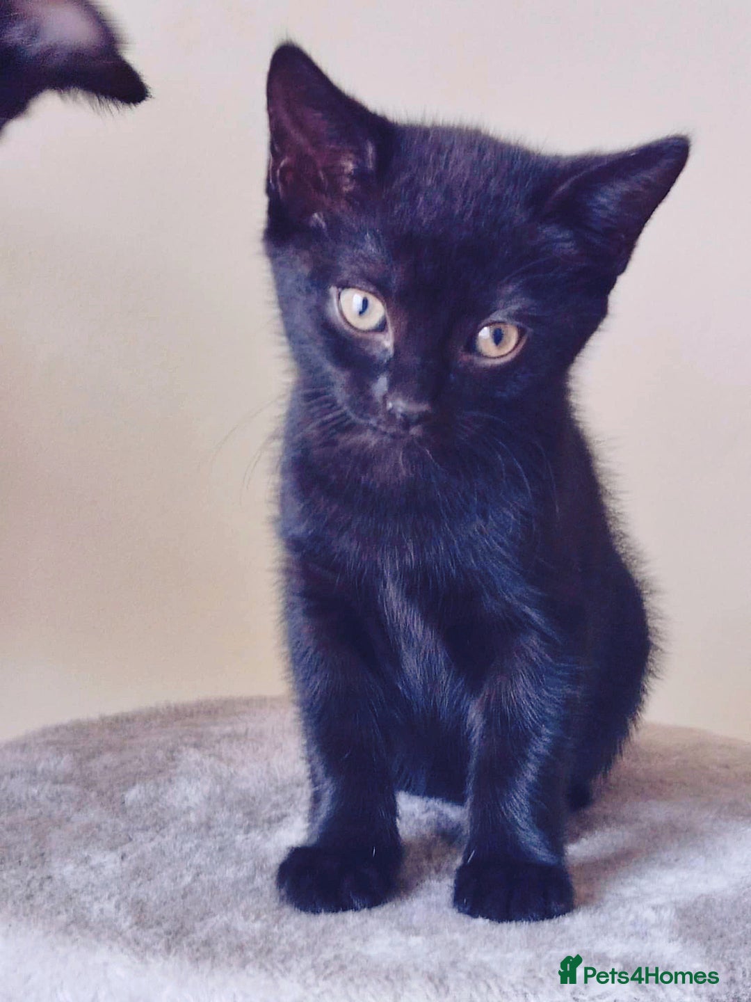 Mixed Breed cats for sale: 6 LOVELY AND BRILLIANT KITTENS LOOKING FOR HOME!!! - Image 1