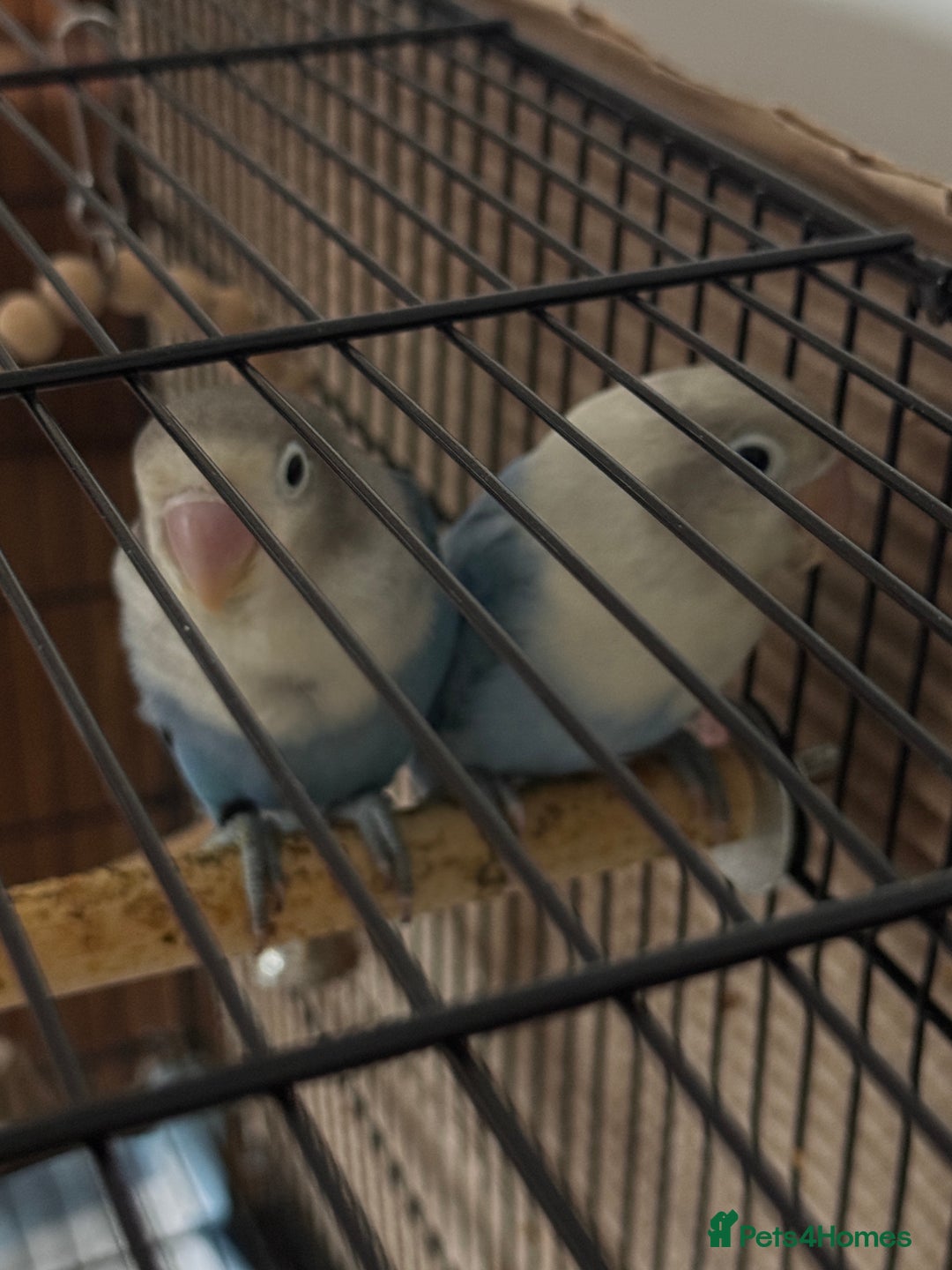 Lovebirds birds for sale: Pair of Lovebirds - Image 3