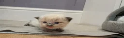 Ragdoll cats for sale: Beautiful Ragdolls - Advert 14