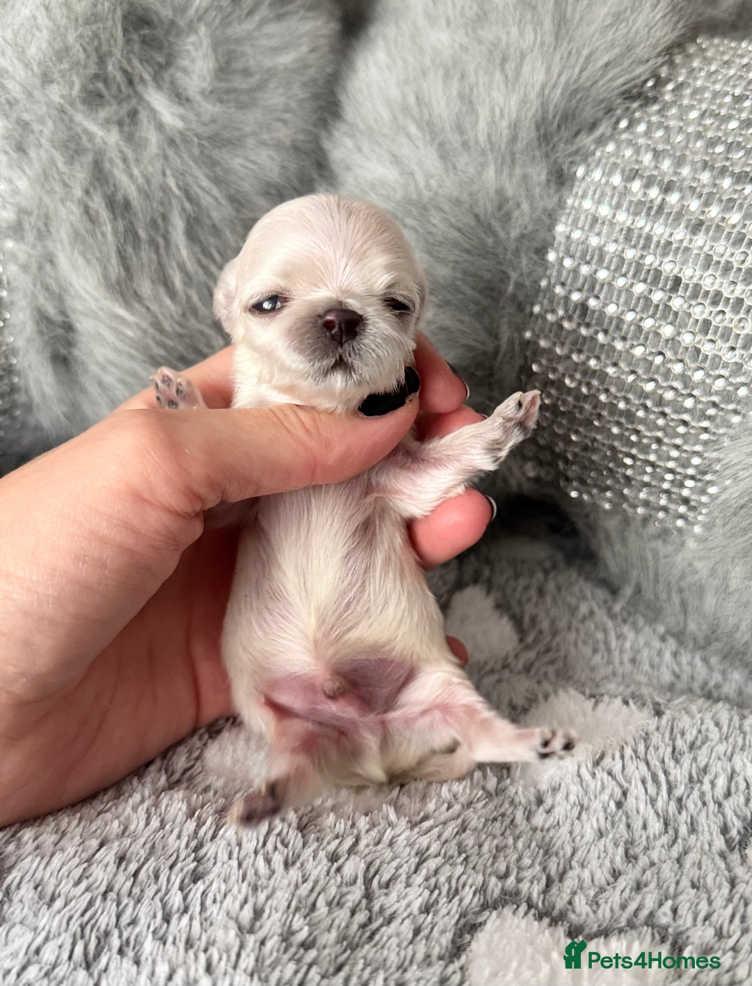 Maltese dogs for sale: 🩷Exquisite Full Korean Maltese Puppies🩵 - Image 21