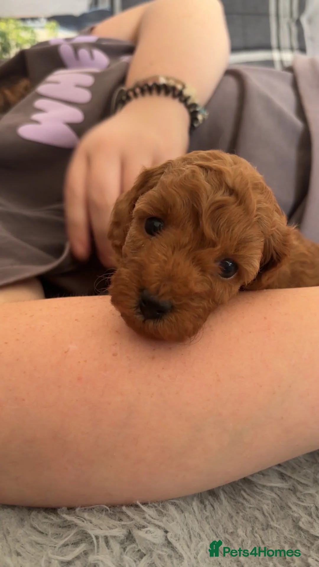 Miniature Poodle dogs for sale: Beautiful KC miniature Poodles - Advert 11