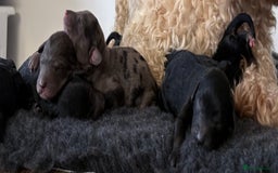 Cavapoochon dogs for sale: Rare Cavapoochons Home Raised PRA clear - Image 7