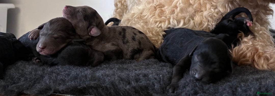 Cavapoochon dogs for sale: Rare Cavapoochons Home Raised PRA clear - Image 7