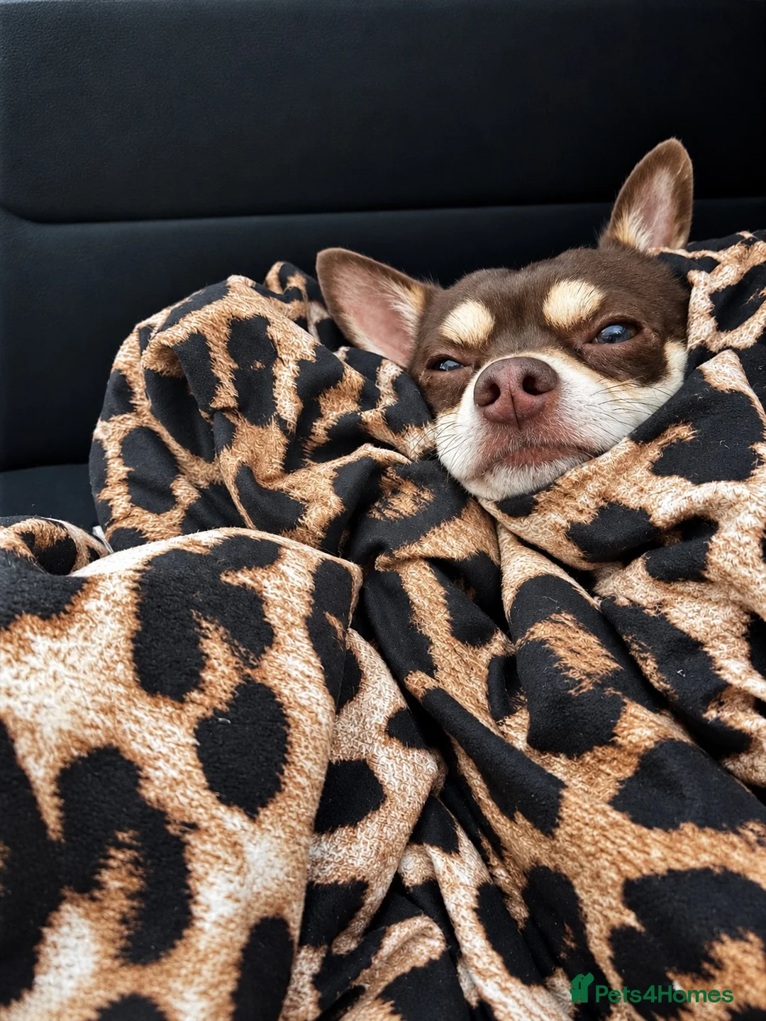 Chihuahua dogs for stud: Reggie the chocolate chi for stud - Advert 2
