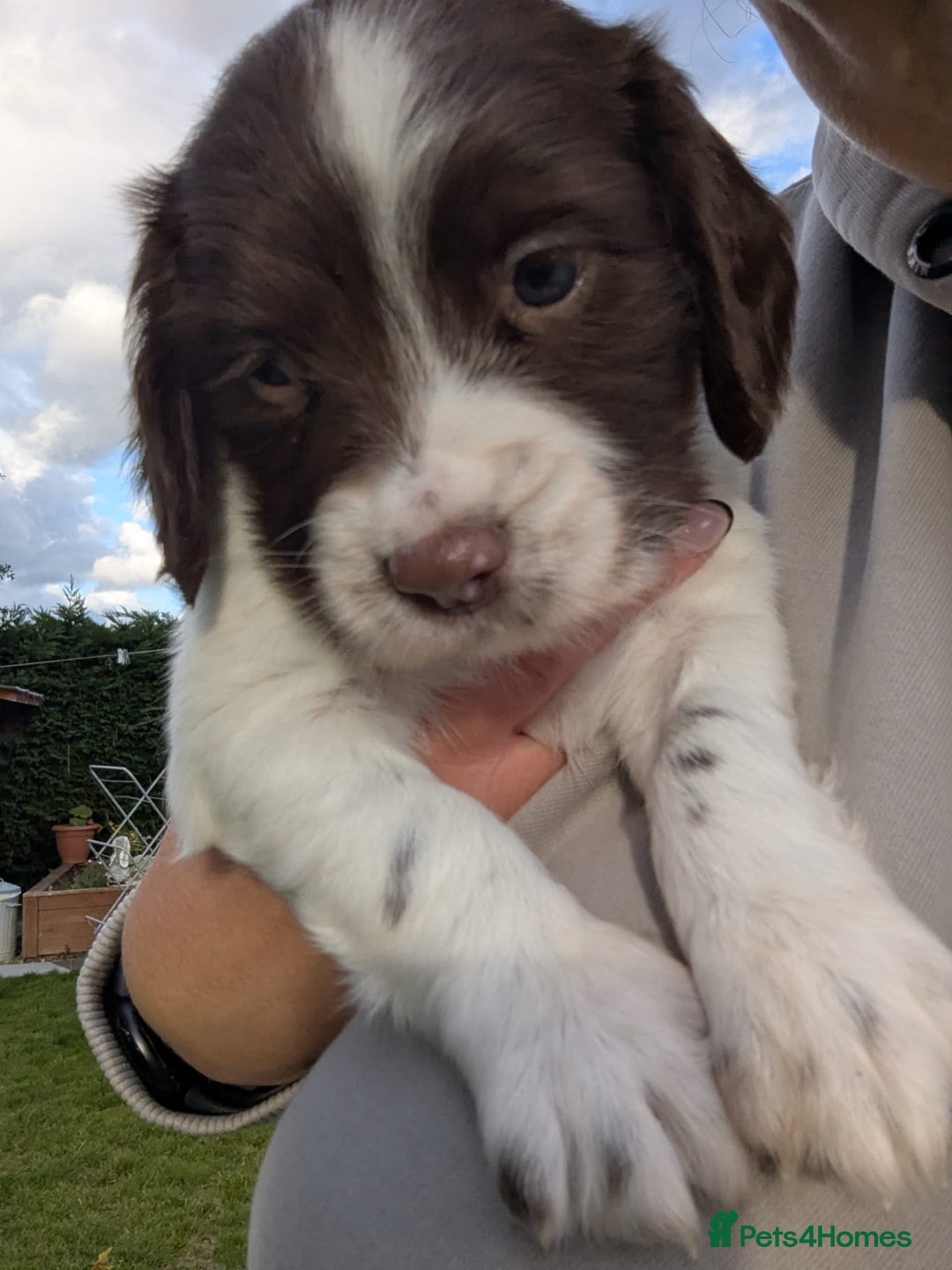 English Springer Spaniel dogs for sale: KC registered, Springer spaniel puppies  - Image 9