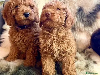 Cockapoo dogs Exceptional fb1 cockerpoos - Advert 1