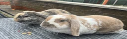 Mini Lop rabbits for sale: Belle and Fudge in Goole - Advert 6