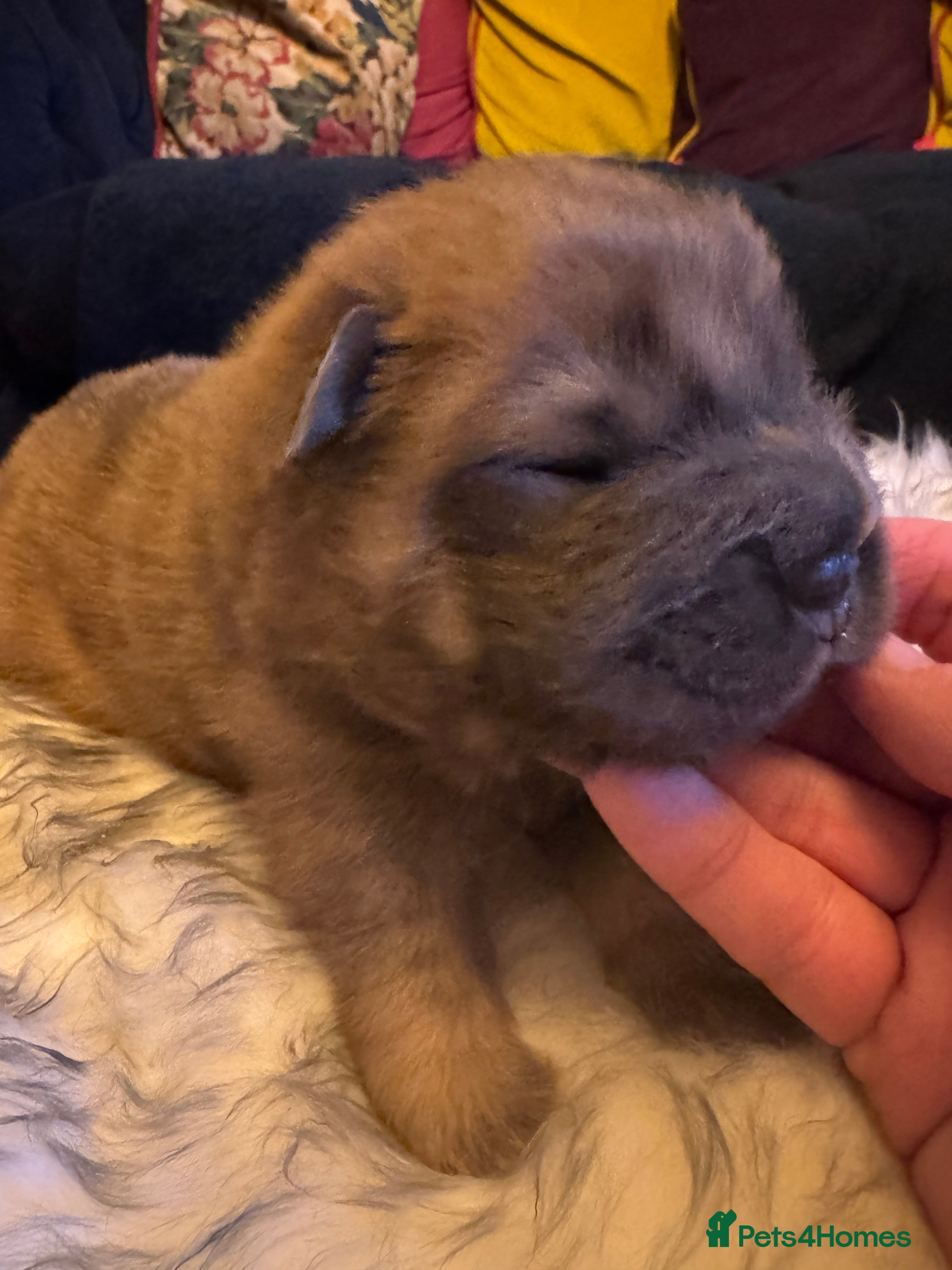 Shar Pei dogs 4 Gorgeous bears  - Advert 4