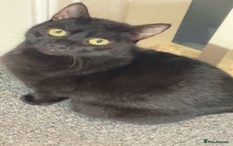 Bombay cats for sale: Black tabby kittens - Image 9