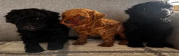 Toy Poodle dogs for sale: Beautiful Toy Poodle Puppies All Girls For Sale - Advert 8