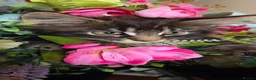 Maine Coon cats for sale: 1 male maincoon  - Advert 5