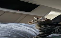 Bengal cats for sale: Kitten - Image 1