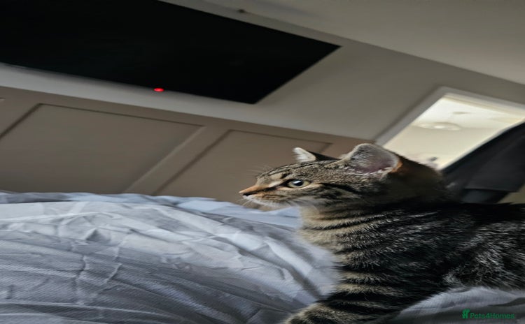 Bengal cats - Advert 9