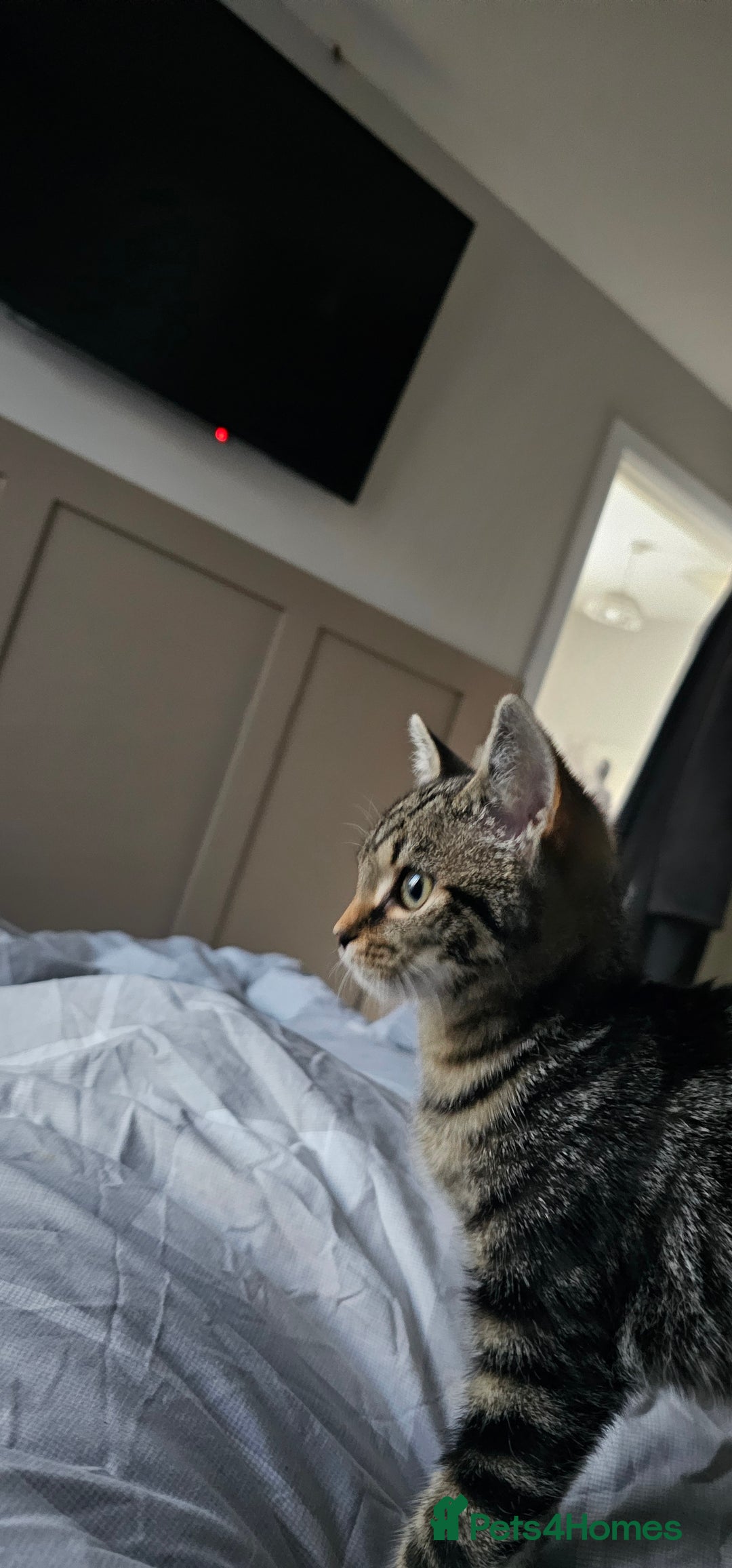 Bengal cats for sale: Kitten - Image 1