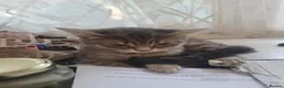 British Shorthair cats for sale: 2 American X British short hair bread  - Advert 2