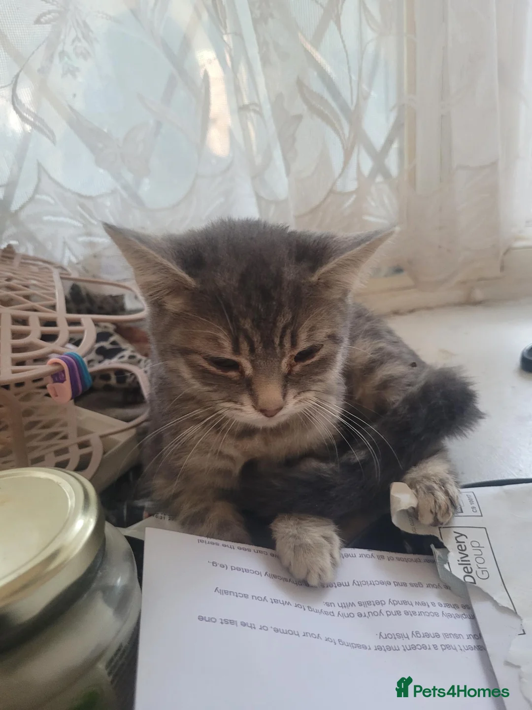 British Shorthair cats for sale: 2 American X British short hair bread  - Advert 2