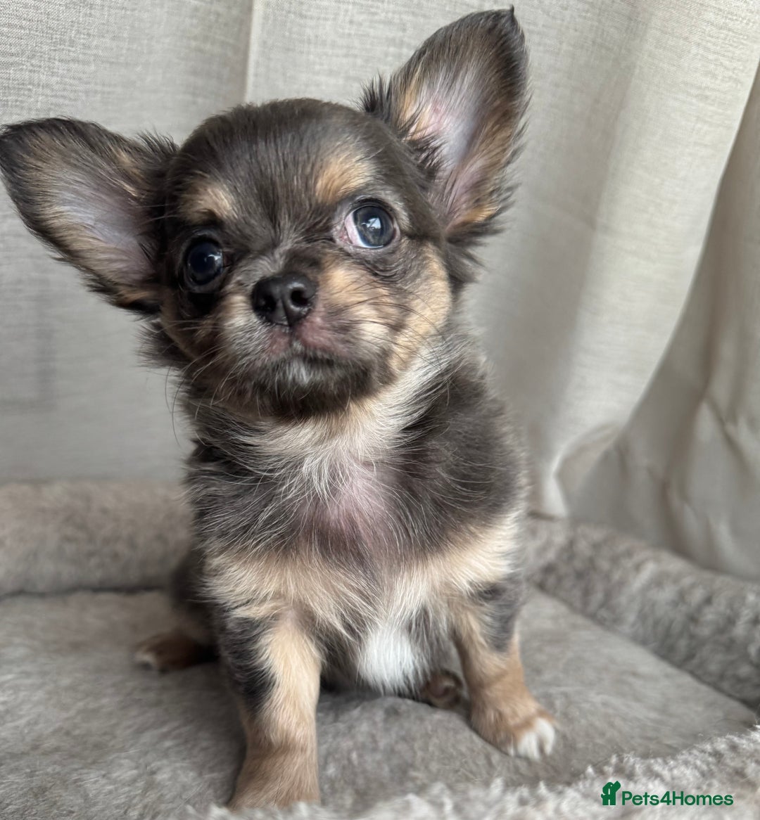 Chihuahua dogs for sale: XXS Tiny Chihuahua Long,Last Girl,Merle Blue Eye - Image 7