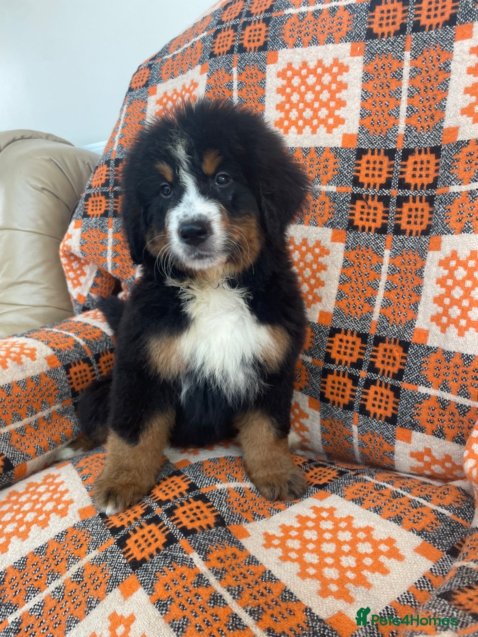 Bernese Mountain Dog dogs Stunning boys and girls - Advert 1