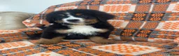 Bernese Mountain Dog dogs for sale: Stunning boys and girls - Advert 1